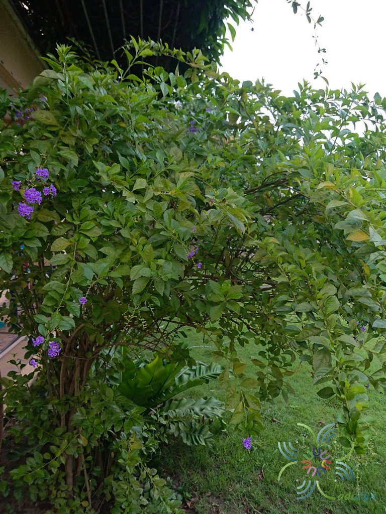 เทียนหยด Duranta erecta L.