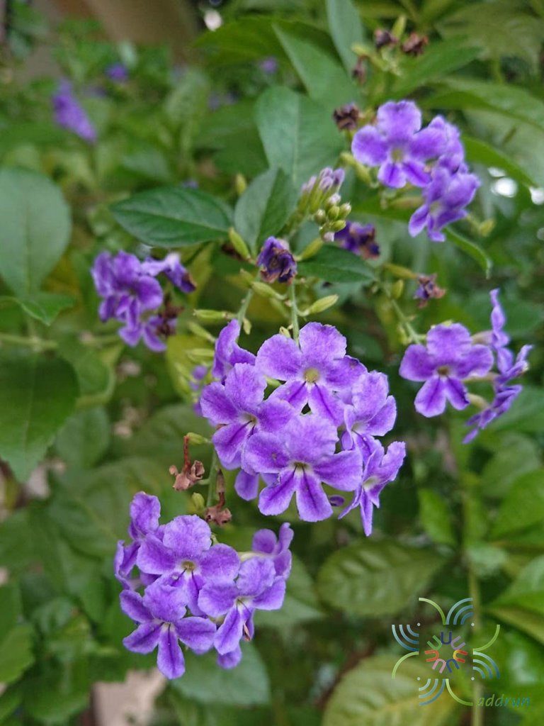เทียนหยด Duranta erecta L.
