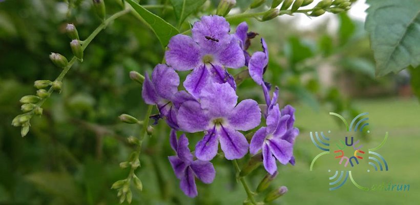 เทียนหยด Duranta erecta L.