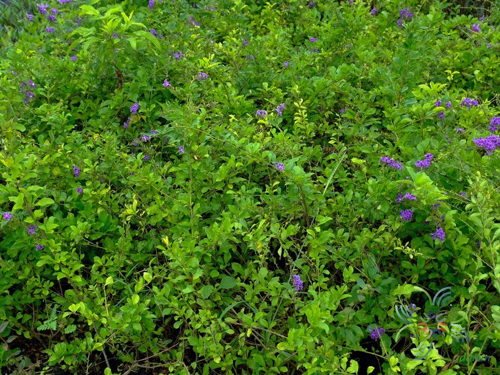 เทียนหยด Duranta erecta L.