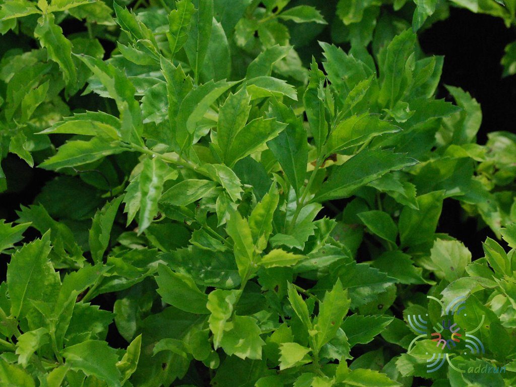 เทียนหยด Duranta erecta L.