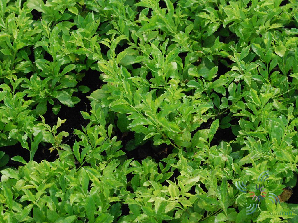 เทียนหยด Duranta erecta L.