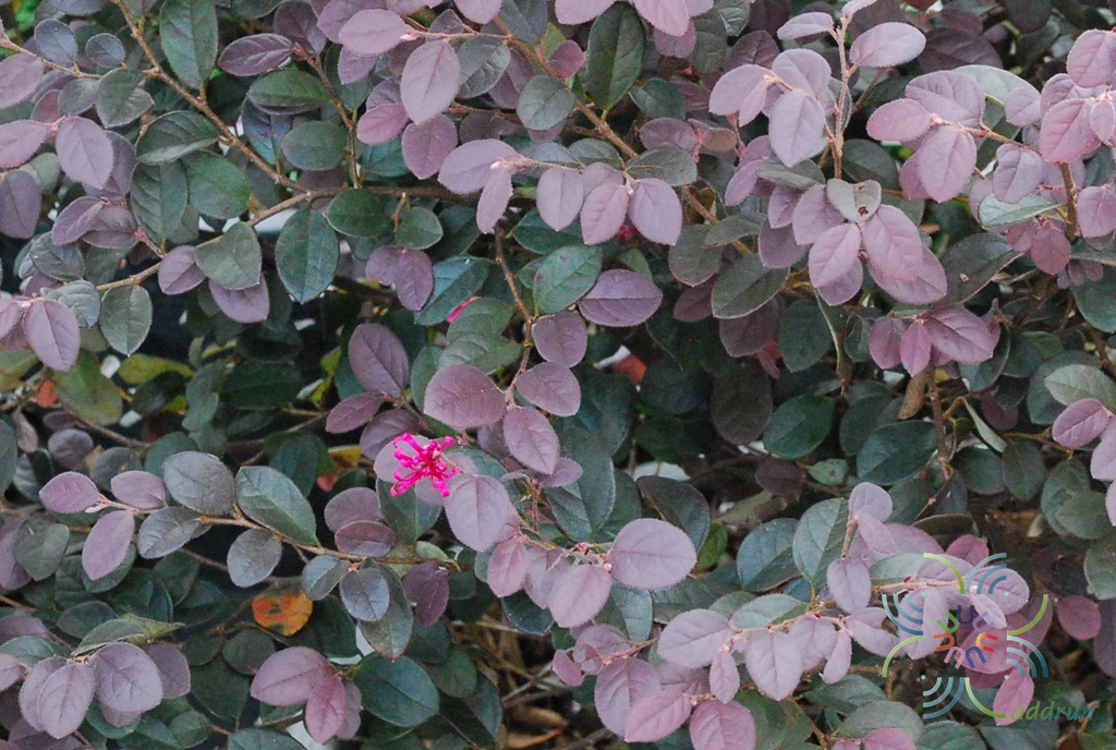 หงส์ฟู่ Loropetalum chinense (R. Br.) Oliv.