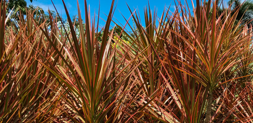 เข็มสามสี Dracaena cincta Baker cv. Tricolor