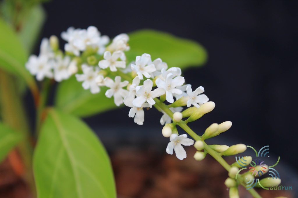 บุหงาส่าหรี Citharexylum spinosum L.