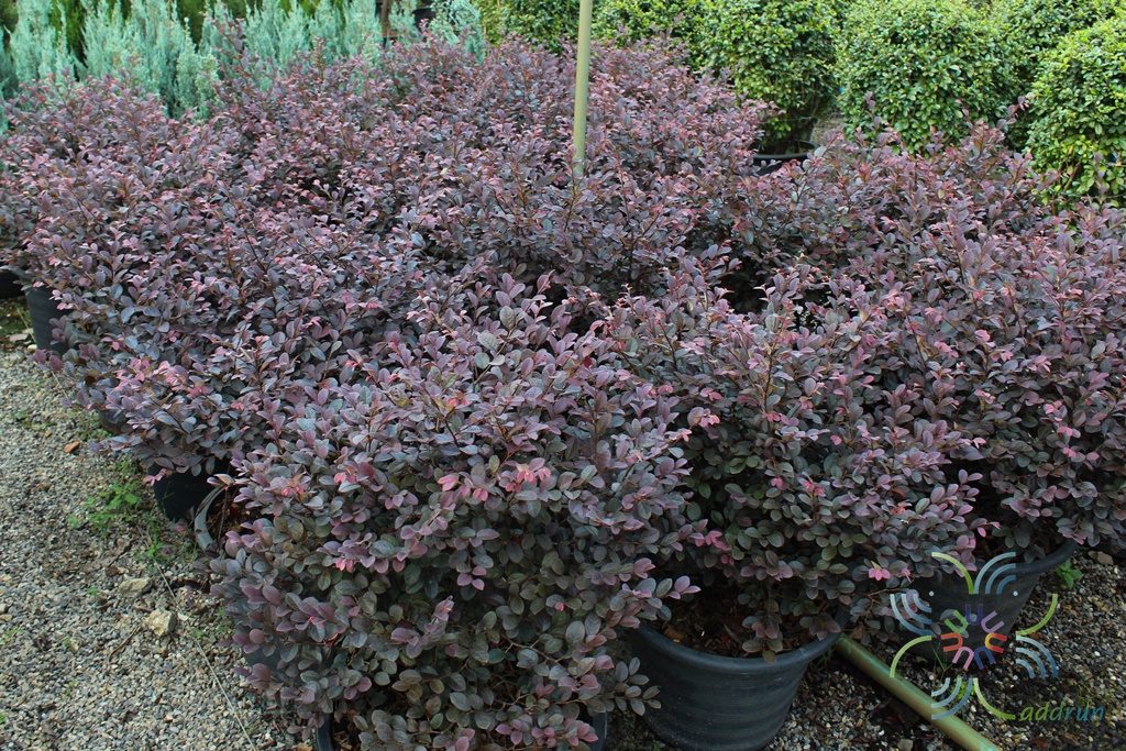 หงส์ฟู่ Loropetalum chinense (R. Br.) Oliv.