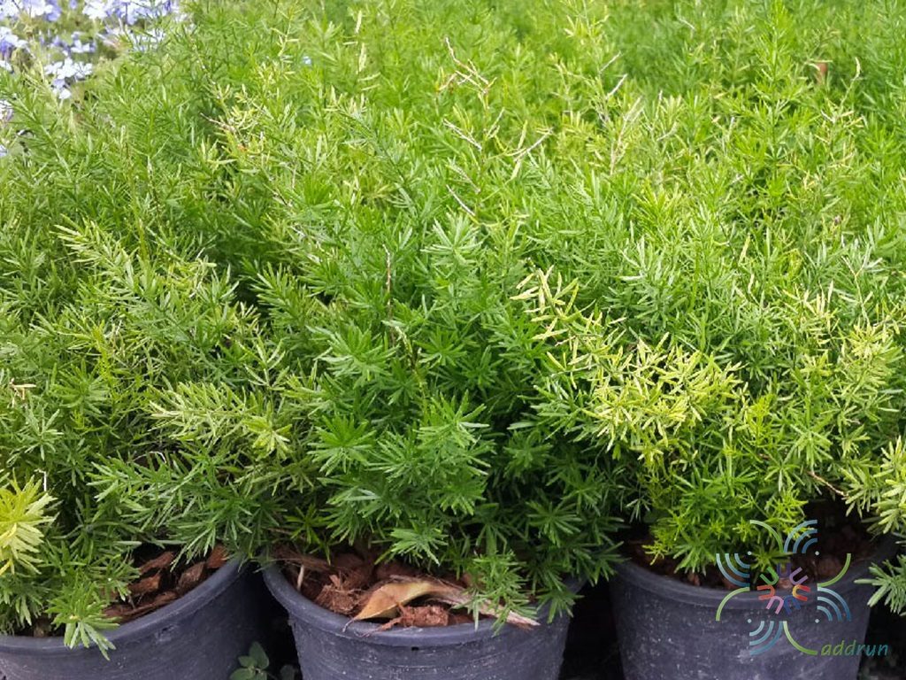 ปริกน้ำค้าง Asparagus densiflorus (Kunth) Jessop