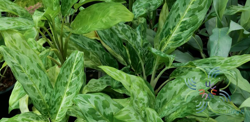 อโกลนีมา พูนทรัพย์ Aglaonema sp. ‘Phunsap’