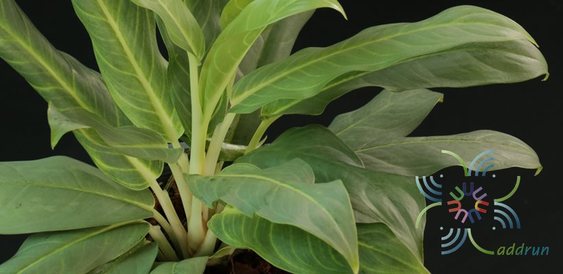 อโกลนีมา เศรษฐีเงินมาก Aglaonema sp. ‘Setthingoenmak’