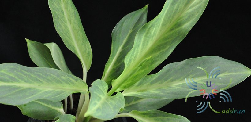อโกลนีมา สิริกาญจนา Aglaonema sp. ‘Sirikanchana’