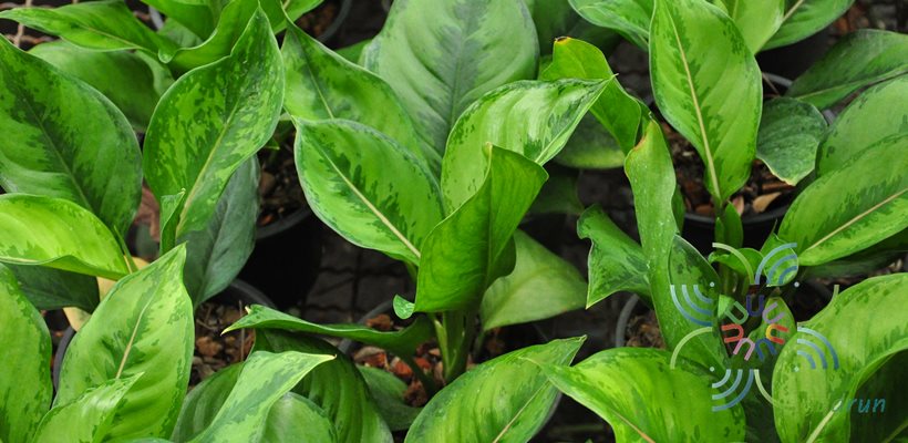 อโกลนีมา เรียกเงินมา Aglaonema sp. ‘Riakngoenma’