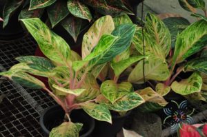 อโกลนีมา รับทอง Aglaonema sp. ‘Rapthong’
