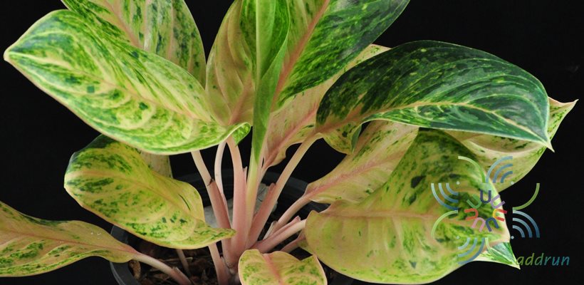 อโกลนีมา รับทอง Aglaonema sp. ‘Rapthong’
