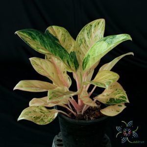 อโกลนีมา รับทอง Aglaonema sp. ‘Rapthong’