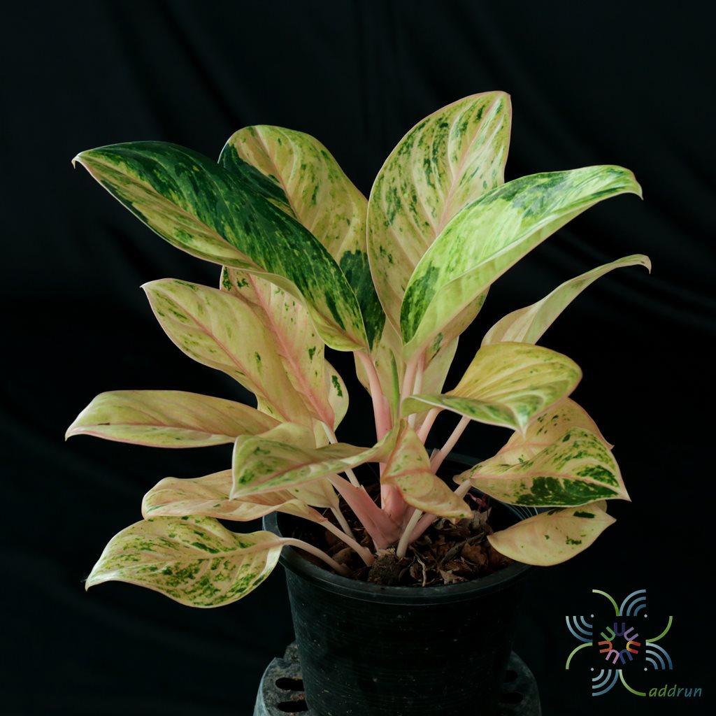 อโกลนีมา รับทอง Aglaonema sp. ‘Rapthong’