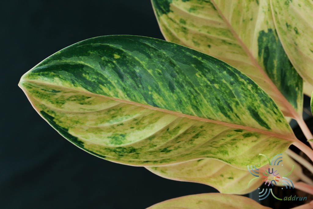 อโกลนีมา รับทอง Aglaonema sp. ‘Rapthong’
