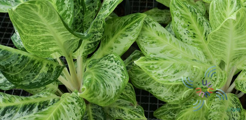 อโกลนีมา รับเงินรับทอง Aglaonema sp. ‘Rapngoenrapthong’