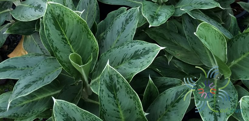 อโกลนีมา มุขเลี่ยมทอง Aglaonema sp. ‘Mukliamthong’