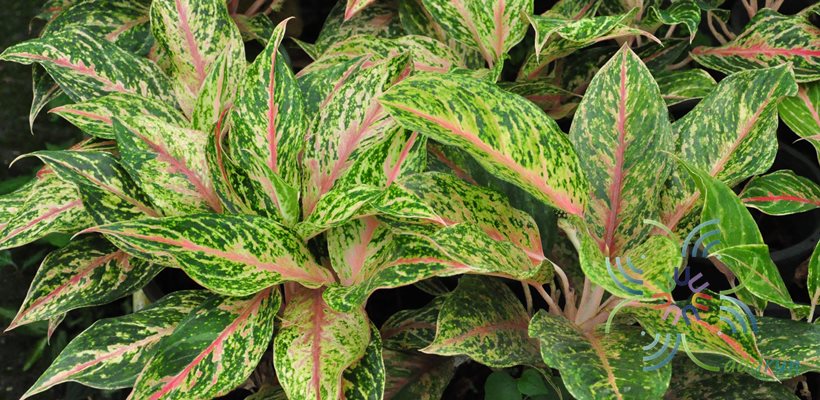 อโกลนีมา บัลลังก์ทอง Aglaonema sp. ‘Banlangthong’