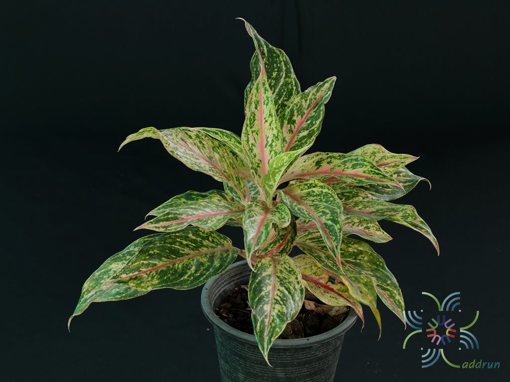 อโกลนีมา บัลลังค์ทอง Aglaonema sp. ‘Banlangthong’