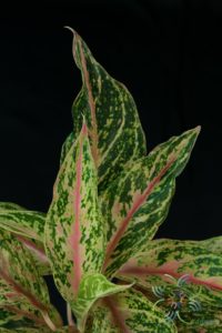 อโกลนีมา บัลลังก์ทอง Aglaonema sp. ‘Banlangthong’