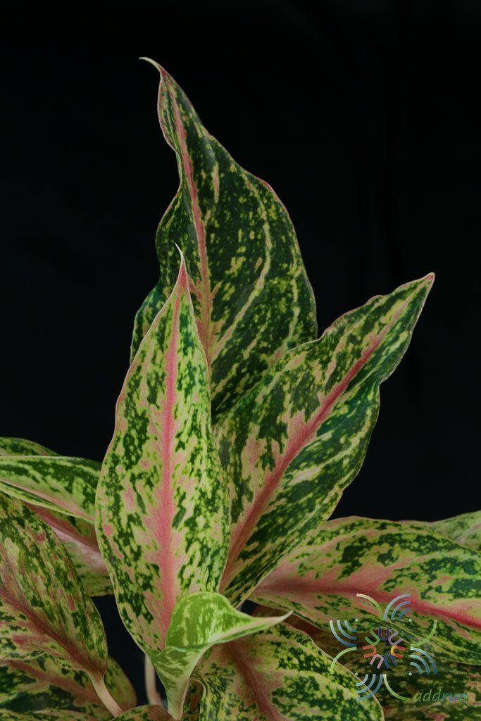 อโกลนีมา บัลลังก์ทอง Aglaonema sp. ‘Banlangthong’