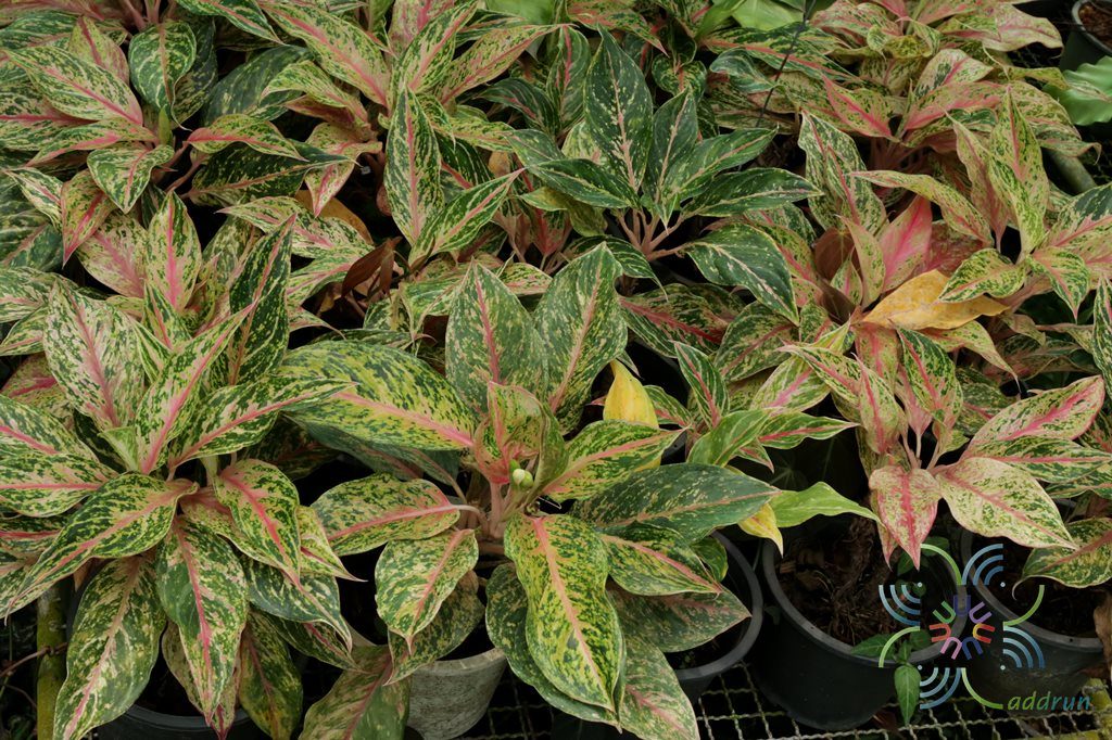 อโกลนีมา บัลลังก์ทอง Aglaonema sp. ‘Banlangthong’
