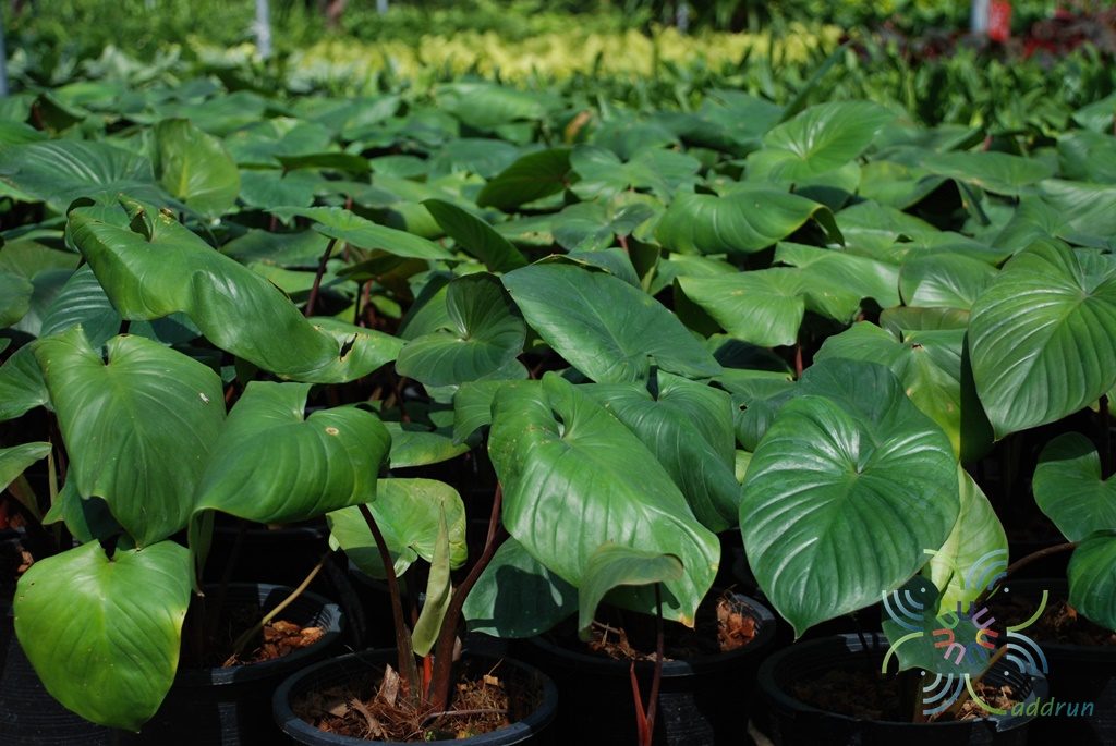 เสน่ห์จันทร์แดง Homalomena rubescens (Roxb.) Kunth