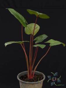เสน่ห์จันทร์แดง Homalomena rubescens (Roxb.) Kunth