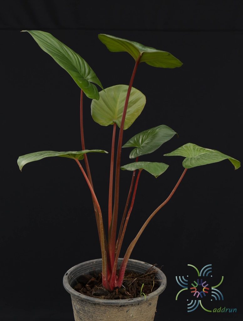 เสน่ห์จันทร์แดง Homalomena rubescens (Roxb.) Kunth