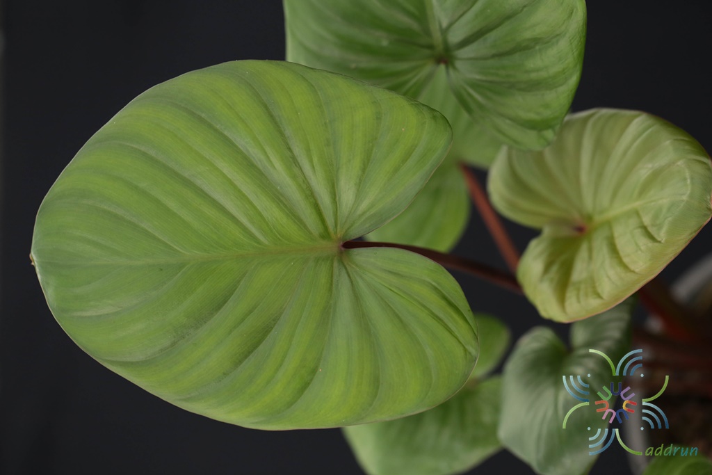 เสน่ห์จันทร์แดง Homalomena rubescens (Roxb.) Kunth