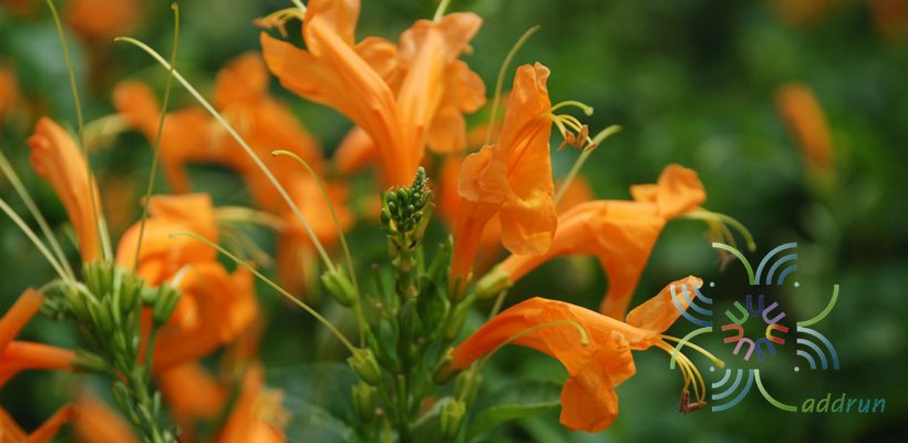 พวงแสดต้น Tecoma capensis (Thunb.) Lindl.