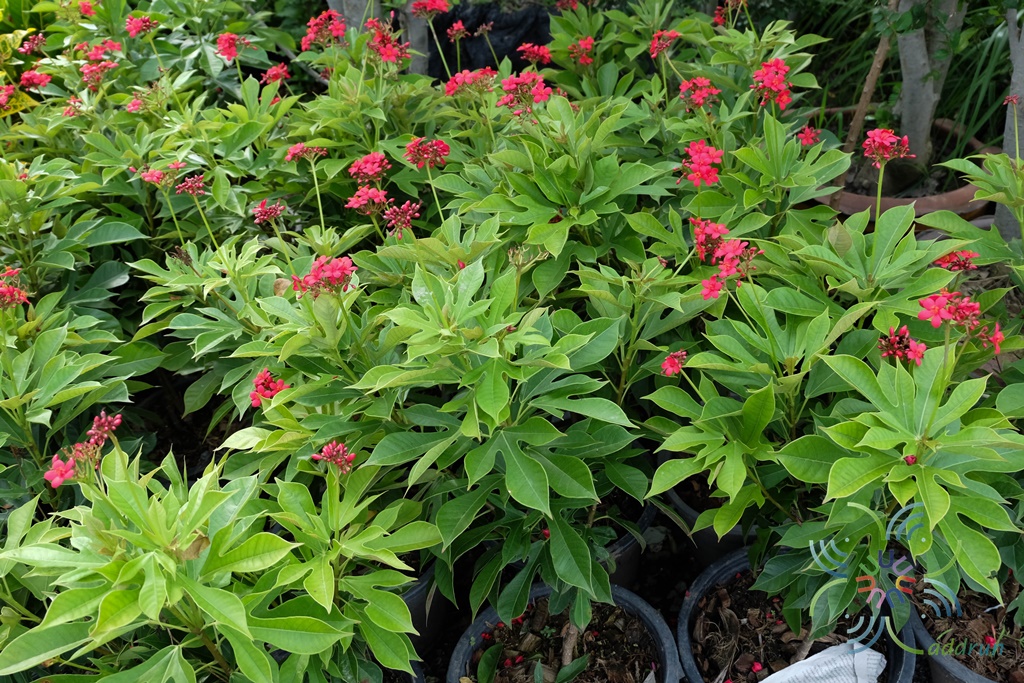 เข็มปัตตาเวีย Jatropha integerrima Jacq.