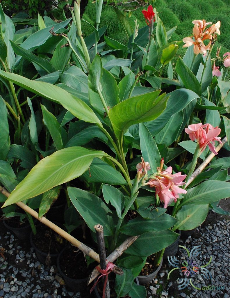 พุทธรักษาแคระ สีชมพู Canna indica L.