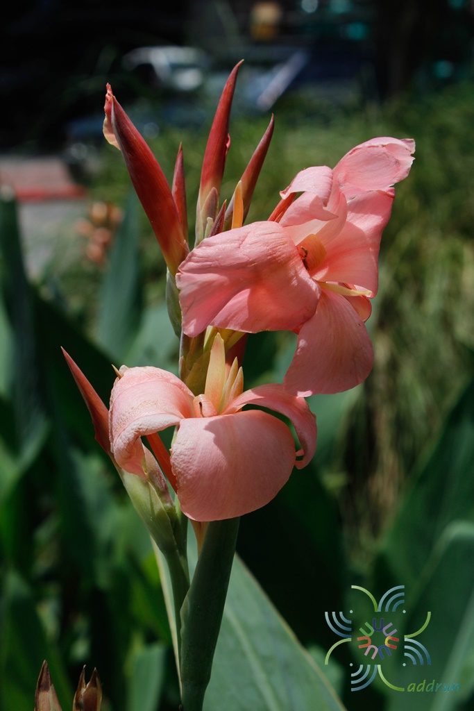พุทธรักษาแคระ สีชมพู Canna indica L.
