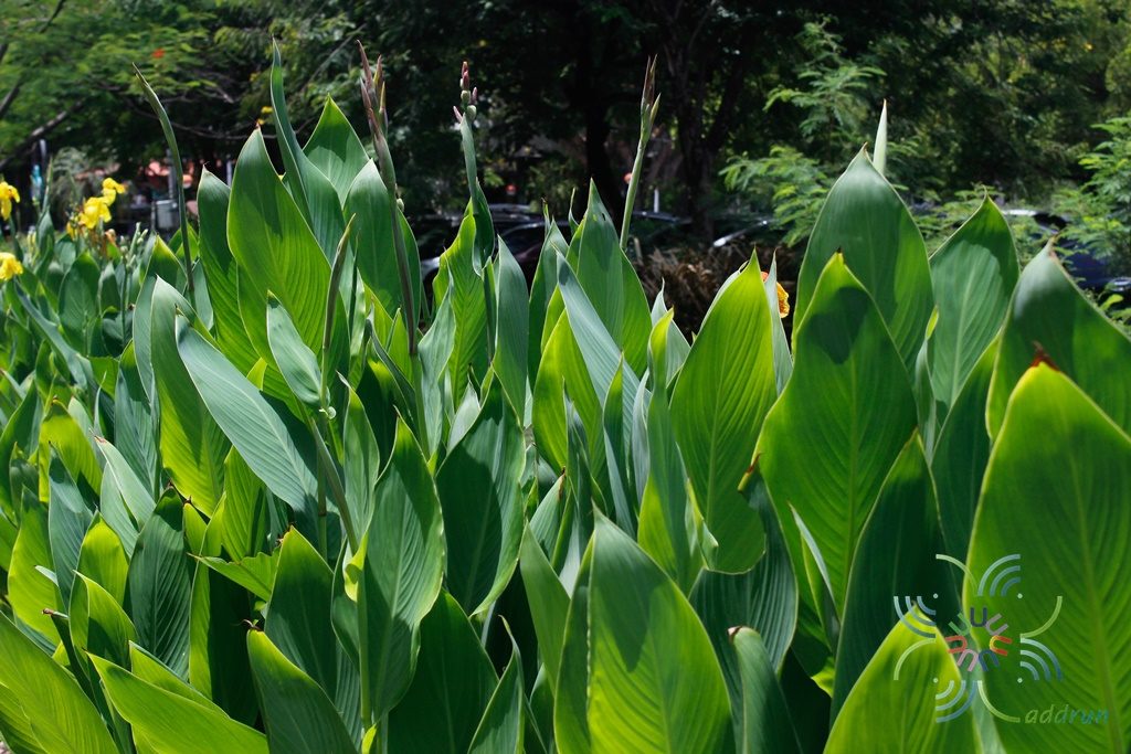 พุทธรักษาแคระ สีชมพู Canna indica L.
