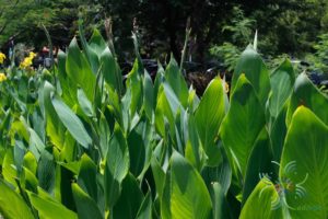 พุทธรักษาแคระ สีชมพู Canna indica L.