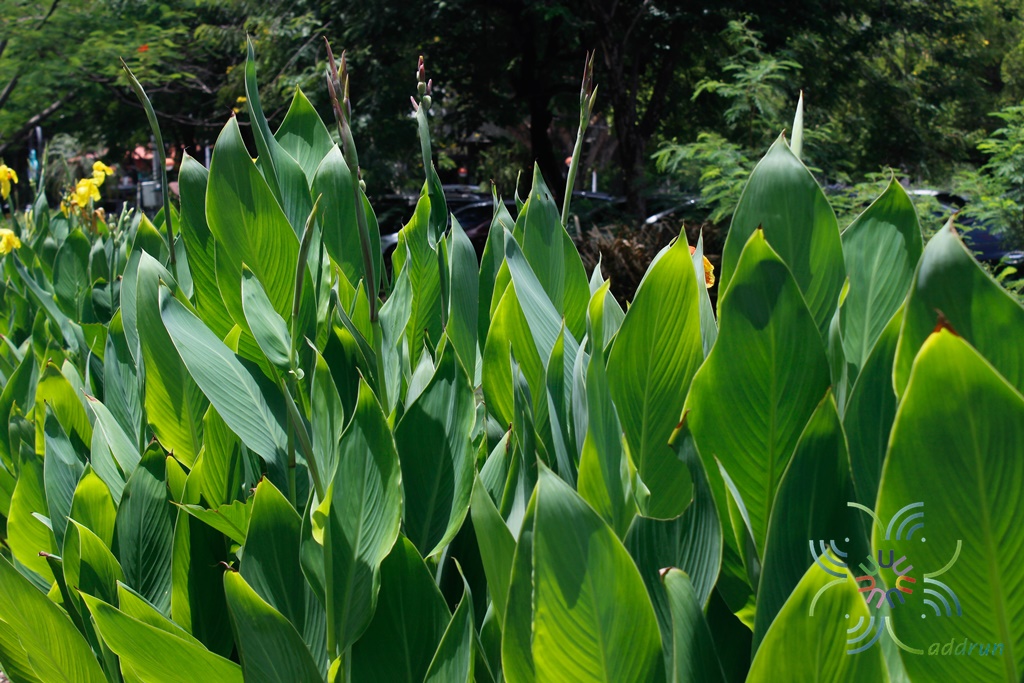 พุทธรักษาแคระ สีชมพู Canna indica L.