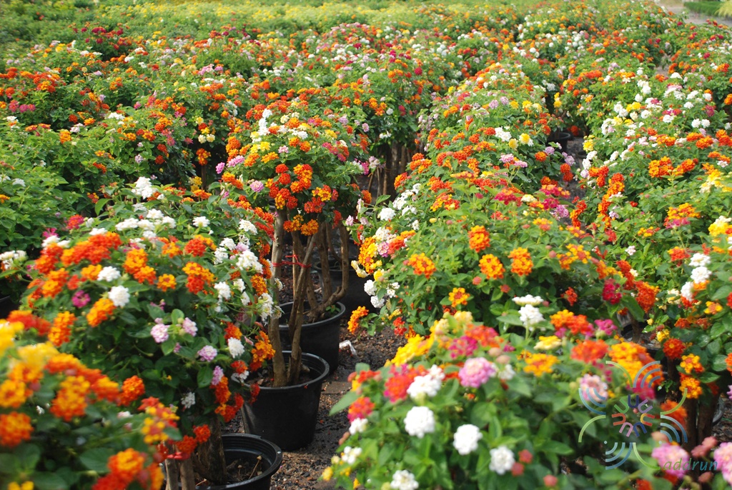 ผกากรอง Lantana camara L.