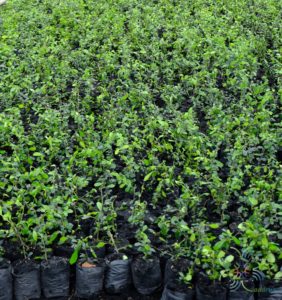 ชาฮกเกี้ยน Carmona retusa (Vahl) Masam.