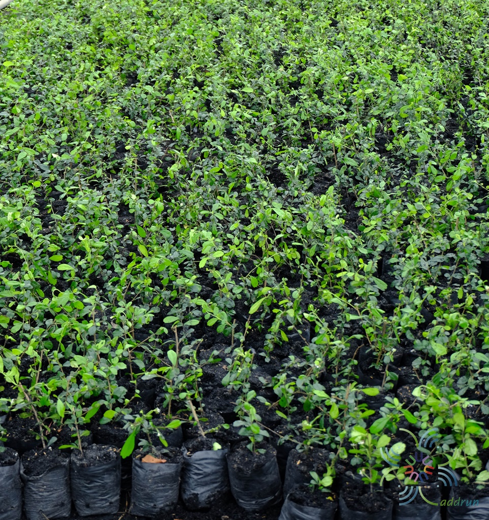 ชาฮกเกี้ยน Carmona retusa (Vahl) Masam.