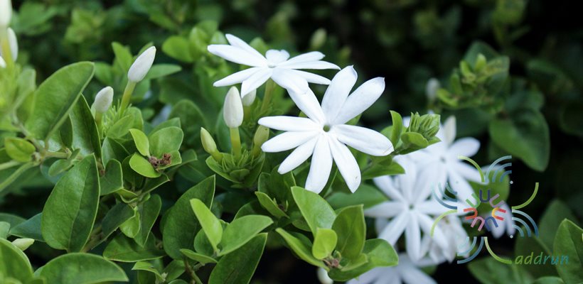 พุทธชาด Jasminum auriculatum Vahl