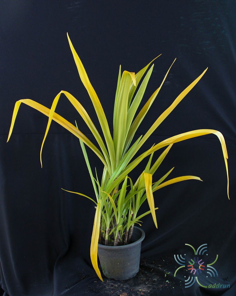 พลับพลึงหนู Hymenocallis sp.