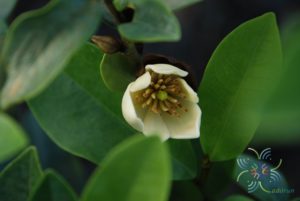 จำปีแขก Magnolia figo (Lour.) DC.