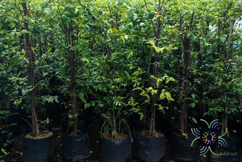 โมก Wrightia religiosa (Teijsm. & Binn.) Benth. ex Kurz