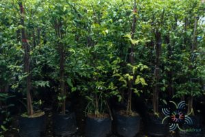 โมก Wrightia religiosa (Teijsm. & Binn.) Benth. ex Kurz