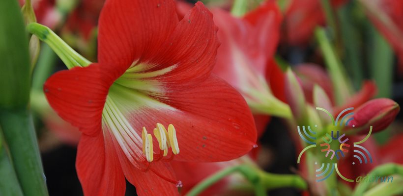 ว่านสี่ทิศ Hippeastrum puniceum (Lam.) Voss