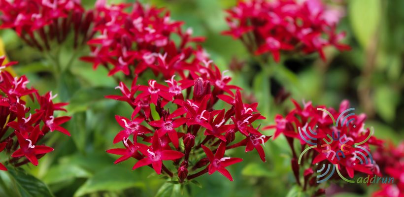 เข็มอินเดีย Pentas lanceolata (Forssk.) Deflers
