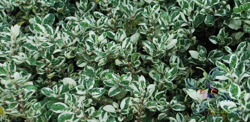 เกล็ดแก้ว Alternanthera bettzickiana (Regel) G.Nicholson