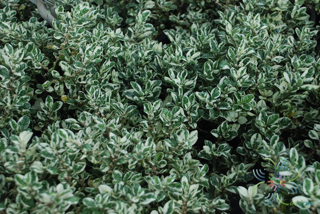 เกล็ดแก้ว Alternanthera bettzickiana (Regel) G.Nicholson